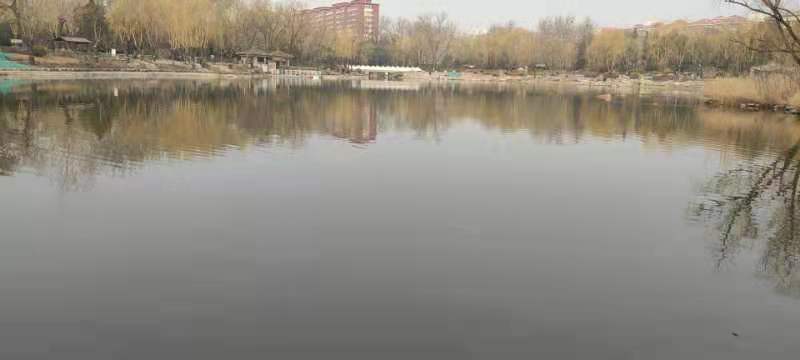 锁磷剂项目-北京某公园成功案例